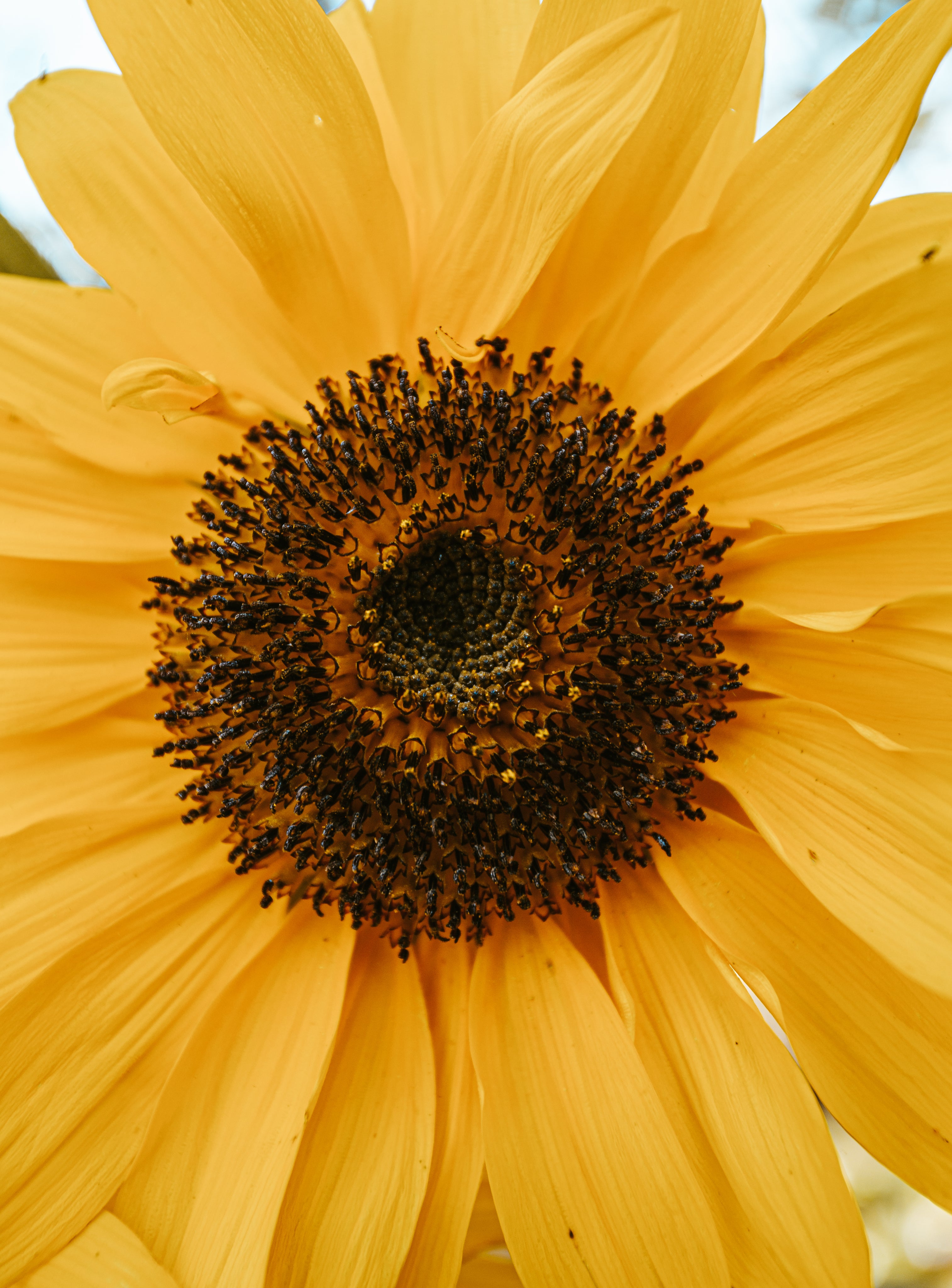 files/close-up-of-a-yellow-flower-detail.jpg